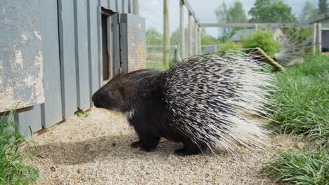 indian crested porcupine: close-up of spines and powerful quills, wildlife