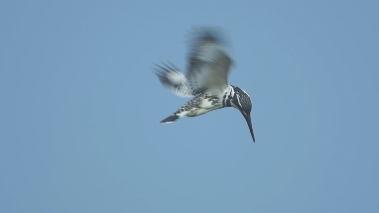 얼룩덜룩한 물총새 사냥 - 슬로우 모션으로 호버링