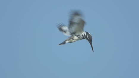 pied kingfisher hunting - hovering in slow motion