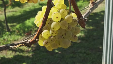 primer plano de algunas uvas de vino blanco en el viñedo en el pequeño pueblo de cántabro, españa