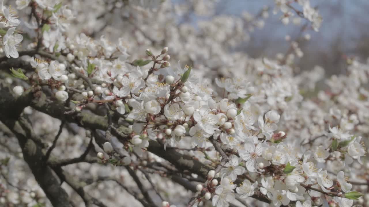 Fiori bianchi di prugna Mirabelle in fiore con tempo ventoso a maggio in primavera