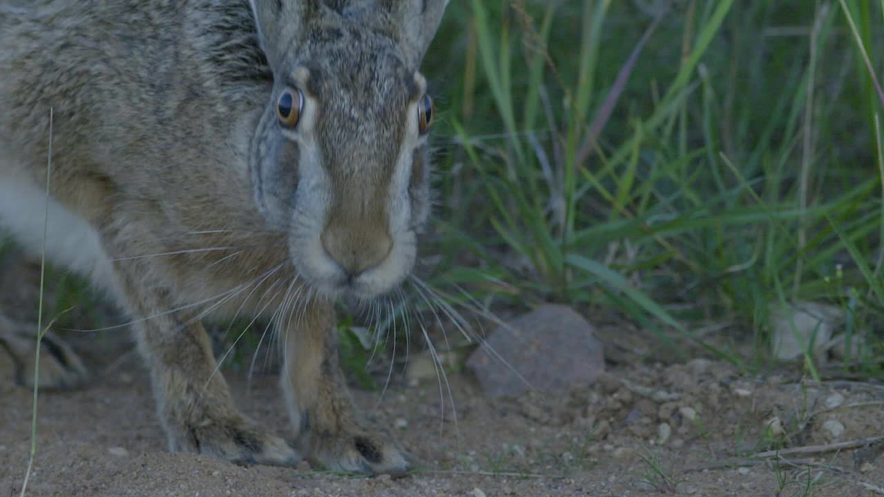liebre salvaje corriendo y comiendo en la carretera a cámara lenta con ojos grandes