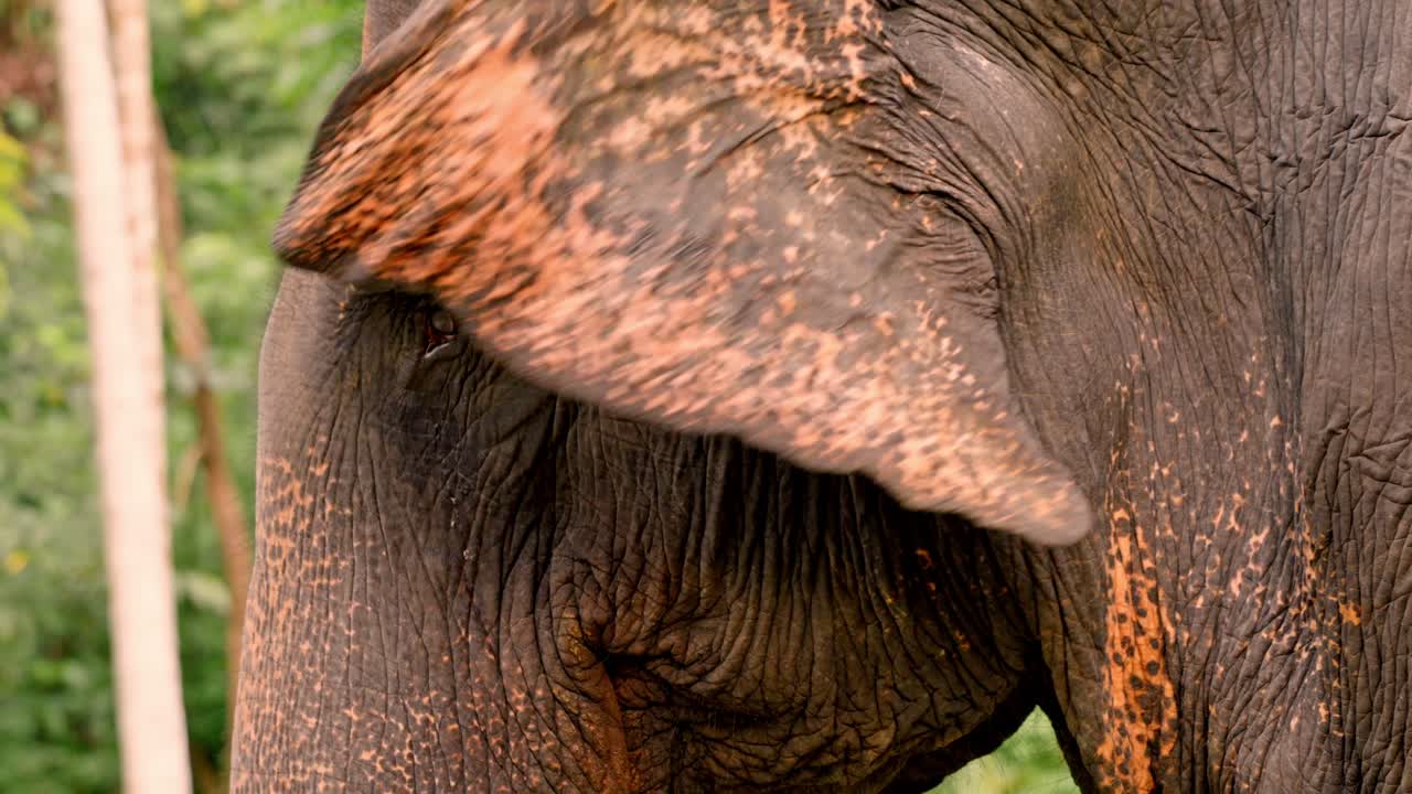 Intimate close-up footage of Asian elephants in the dense jungle of Sri Lanka during sunset.