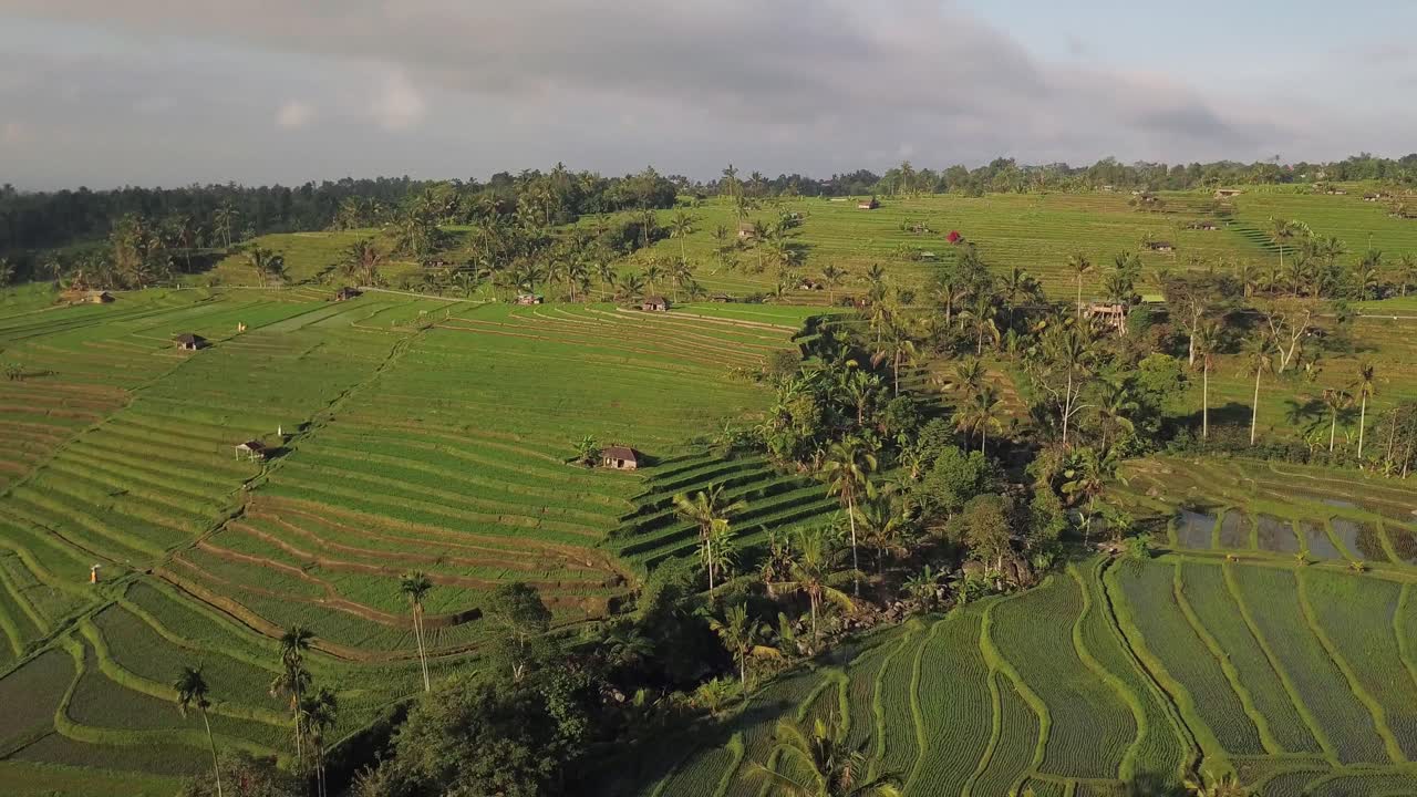 dron de rotación lenta disparado temprano en la mañana sobre los arrozales de jatiluwih, bali indonesia 4k