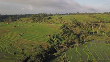 Slowly-rotation-drone-shot-in-the-early-morning-over-the-ricefields-paddies-of-Jatiluwih,-Bali-Indonesia-4k