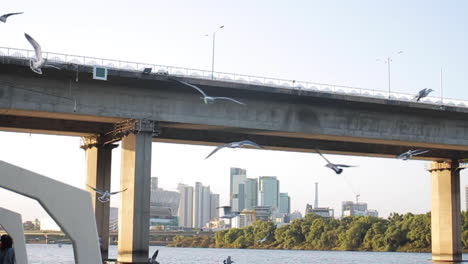 gulls flying over a bridge in a city