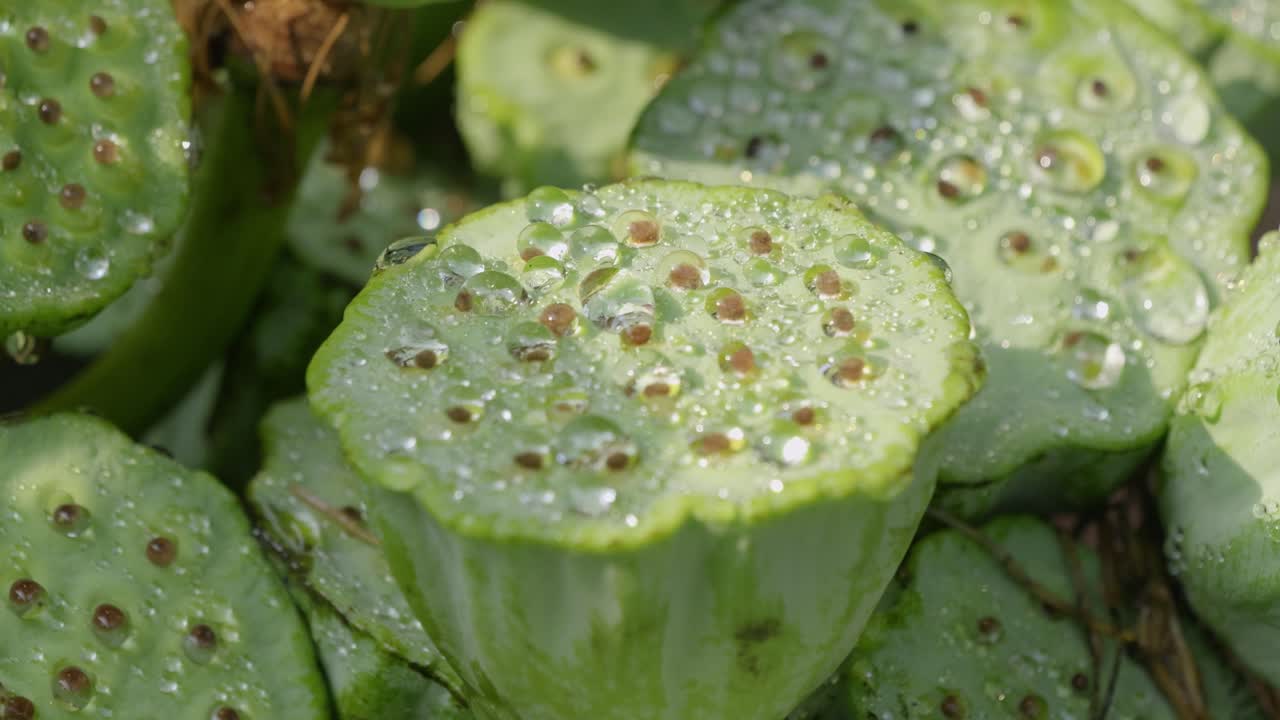 Trypophhopia lotus root close up with water