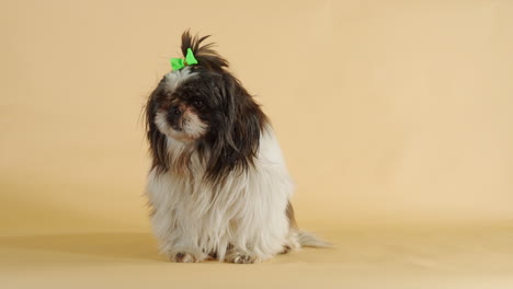 anxious little shih tzu licking snout isolated on backdrop - wide medium shot