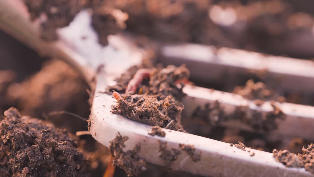 Forca da giardino con terreno sporco pieno di vermi, allevamento di vermicoltura