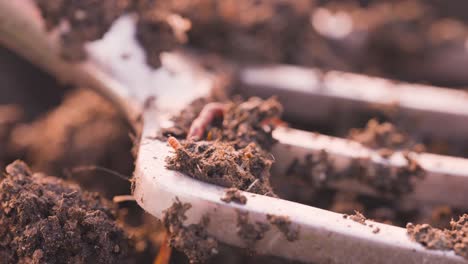 garden fork with dirt ground filled with worms, vermiculture farm