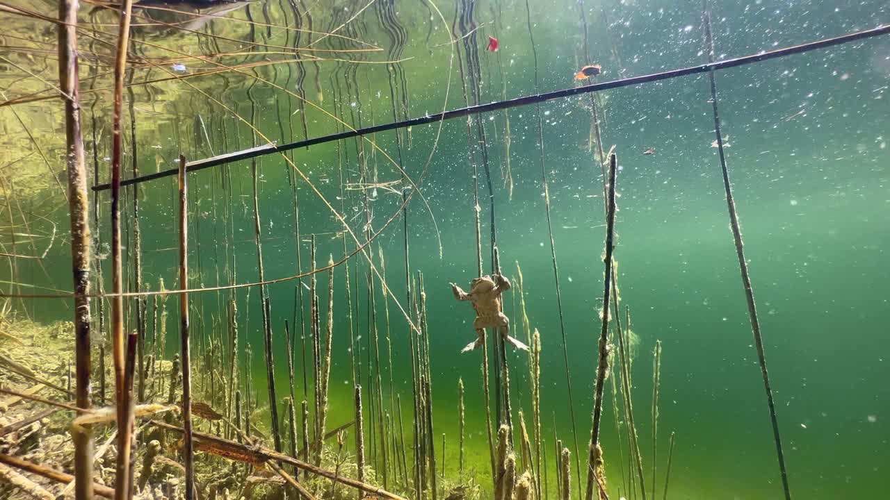 Male Common Toad (Bufo bufo) swimming towards the camera in a shallow lake during mating season. Estonia.