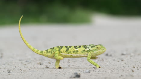 Flap-Necked-Chameleon-Sway-Back-And-Forth-While-Walking