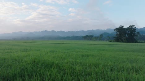 Langsamer-Drohnenflug-über-Grünes-Reisfeld-In-Sabana-De-La-Mar-Im-Morgengrauen