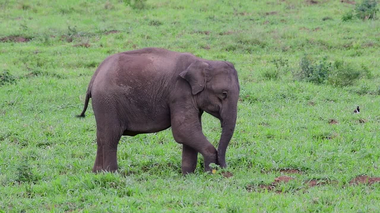 아시아 코끼리는 멸종 위기 종이며 태국 거주자이기도합니다.