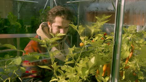 hipster male checking on his chili plants in his green house