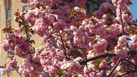 central park adorned with the delicate elegance of sakura blossoms in spring