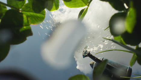 watering clover plants