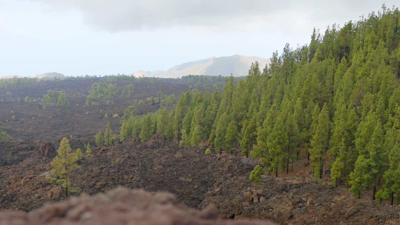 impresionante vista del parque nacional del teide en tenerife, pinos y rocas volcánicas
