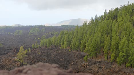 Atemberaubender-Blick-Auf-Den-Teide-Nationalpark-Auf-Teneriffa,-Pinien-Und-Vulkangestein