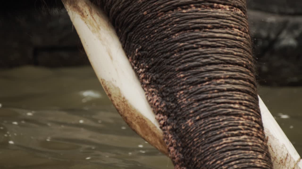 primer plano de un elefante en un pozo de agua, usando tronco y colmillos largos para jugar en el agua