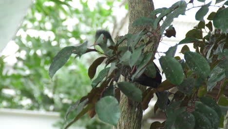 white-cheeked-turaco--hiding-in-branches-and-flying-away