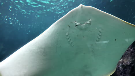 profile view of a stingray swimming up the water in cretaquarium thalassokosmos of heraklion city, greece.