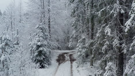 Snowy-forest-road-in-the-evening