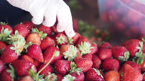 fresh strawberries