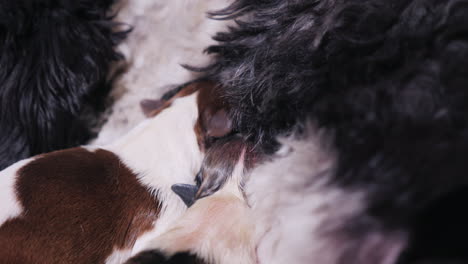 dog feeds his newborn puppies