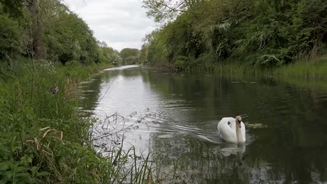 Ein-Schwan,-Der-Auf-Dem-Oakham-Kanal-In-Der-Nähe-Der-Kleinen-Marktstadt-Oakham-In-Der-Kleinsten-Grafschaft-Rutland-In-England,-Vereinigtes-Königreich,-Auf-Die-Kamera-Zuschwimmt