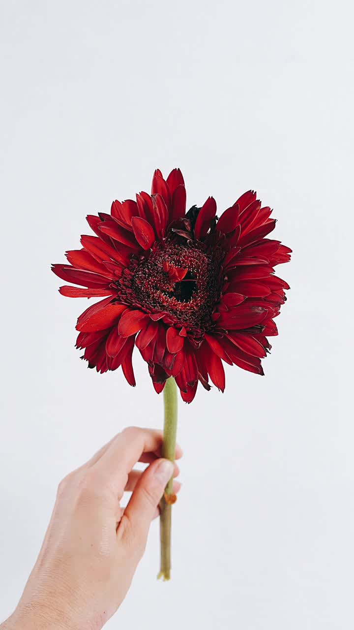 flor de gerbera roja en la mano
