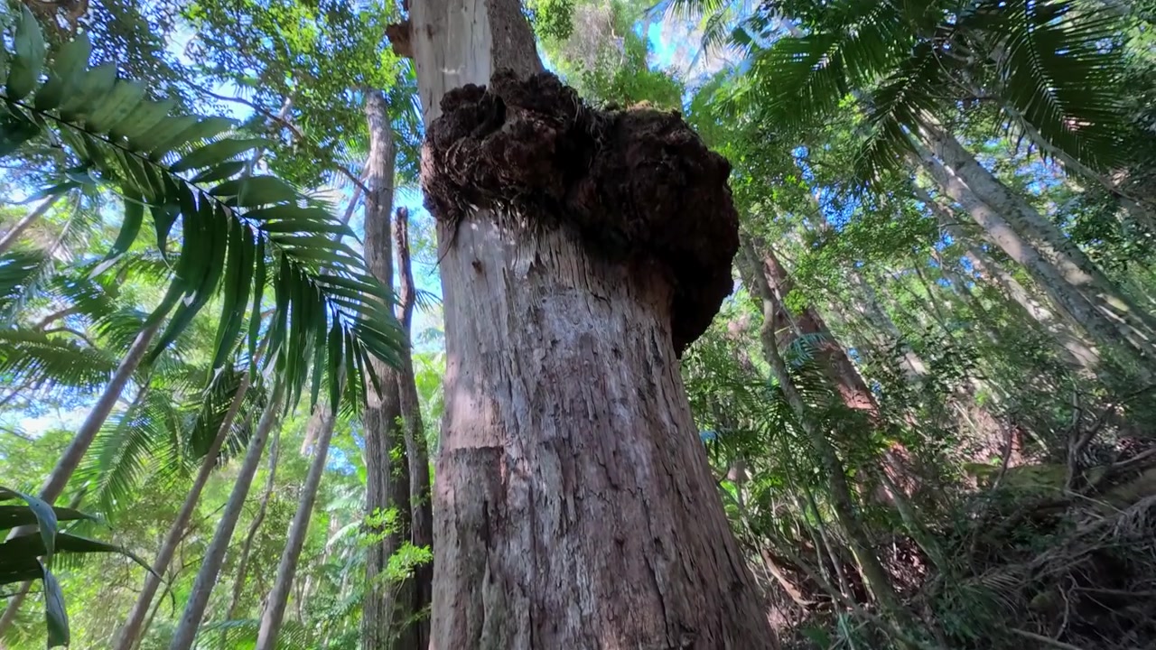 Inquadratura dal basso verso l'alto di un antico tronco d'albero con radici ricoperte di muschio nel Parco Nazionale di Lamington