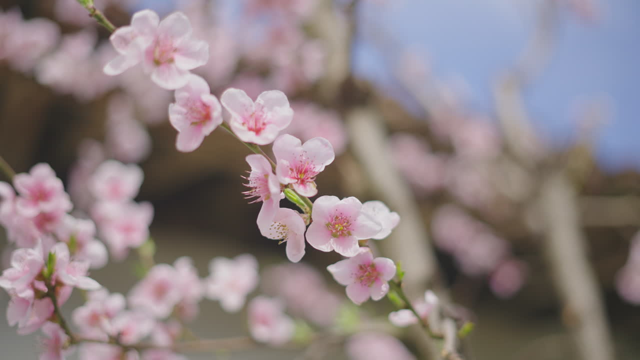 hermosas flores rosadas