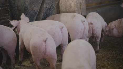 pigs in a farm pen