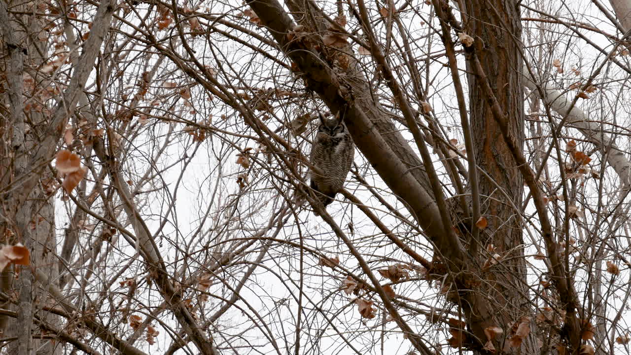 большая рогатая сова, сидящая на дереве зимой - статическое изображение