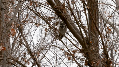 Gran-Búho-Cornudo-Posado-En-Un-árbol-En-Invierno---Estático