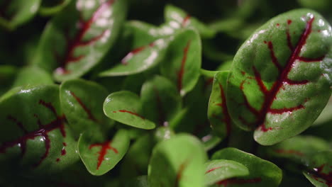 closeup of fresh sorrel leaves