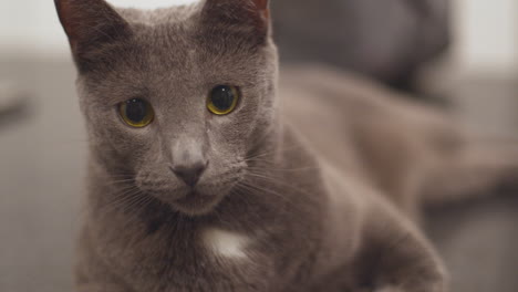 Russian-blue-house-cat-lounging-on-kitchen-countertop-02