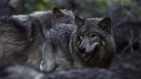 timber wolf pack rack focus wolves look up slomo