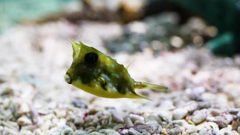 a boxfish moves across a gravelly seabed.