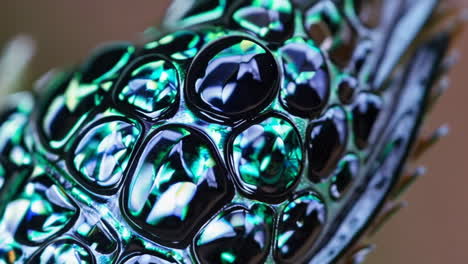 iridescent abstract macro texture with green and blue reflections