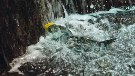 lovely atlantic puffin having a bath in small water cascade in island