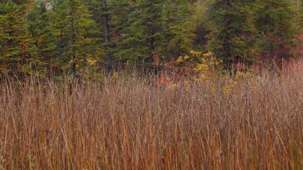 Grass yellow in forest in autumn
