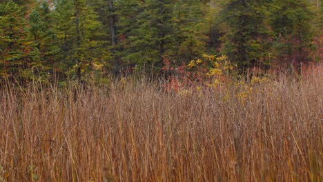 grass yellow in forest in autumn