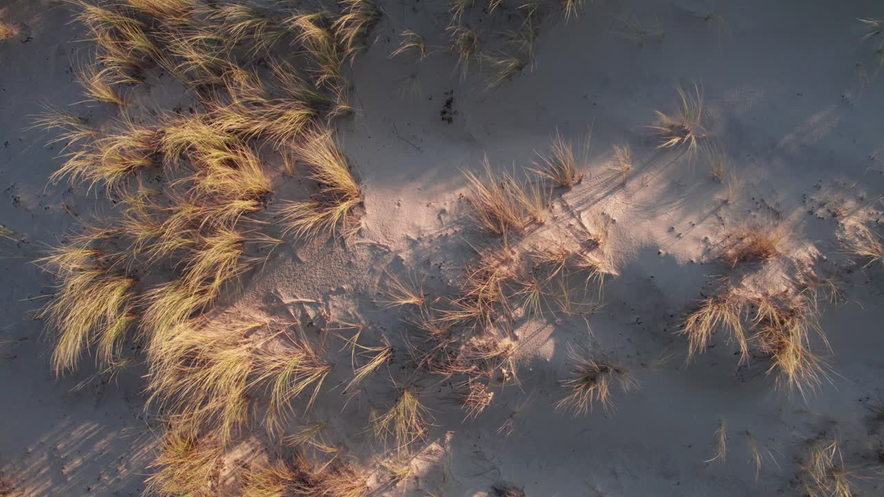 Aerial View Of Beach Grass Growing On The Sand Dunes On A Summer Day