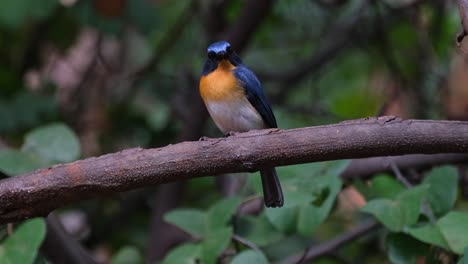 Mirando-Hacia-La-Izquierda-Chirriando-Y-Luego-Mira-A-La-Cámara,-Papamoscas-Azul-Indochino-Cyornis-Sumatrensis-Macho,-Tailandia