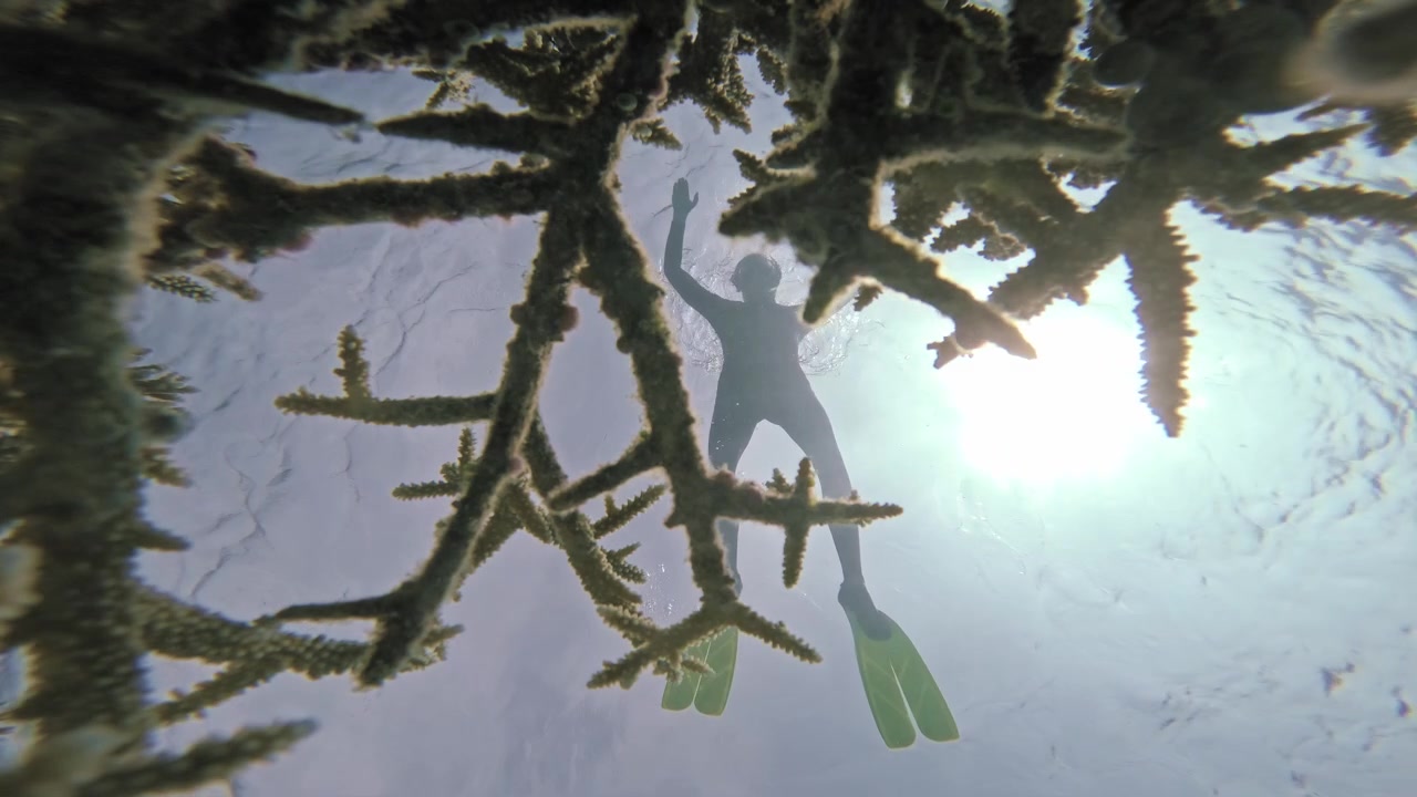 Un nadador con máscara y aletas largas pasa por encima de una cámara submarina estática de ángulo bajo, enmarcado por coral ramificado, y luego se aleja bajo la brillante superficie del mar de Maldivas.