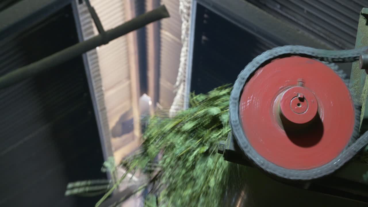 ilex paraguariensis 또는 yerba mate의 제조 과정, 수확부터 건조까지, 남아메리카 yerba mate를 만드는 데 관련된 치밀한 단계를 반영합니다.