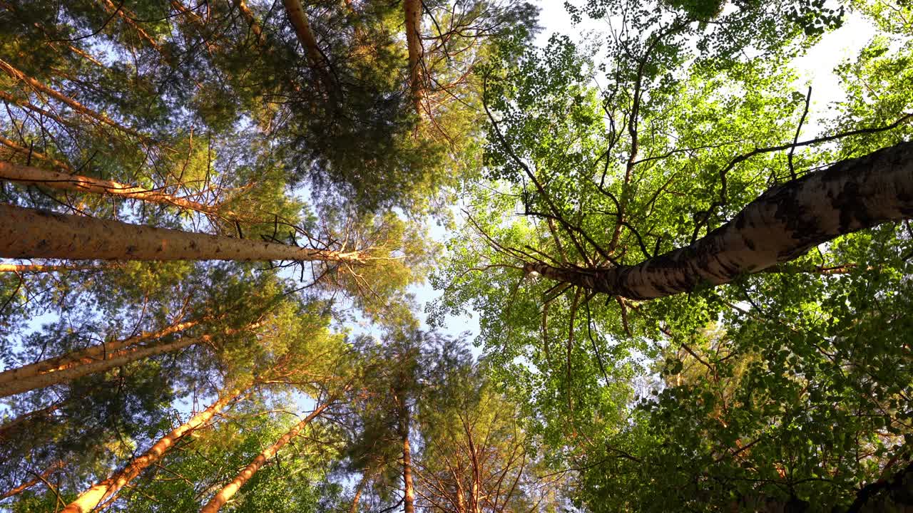 un paisaje mágico de verano. coronas verdes de árboles. disparado desde abajo, panorámica. movimiento suave de la cámara. concepto de verano, bucle de video, video 4k