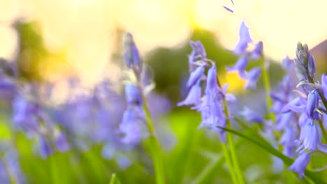 bluebells in spring 2